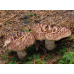 Мицелий Ежовика пестрого / Ежовик чешуйчатый (Sarcodon imbricatus)